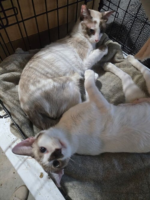 CHARDONNAY AND ROSE (BONDED PAIR) - Siamese / Siamese available for adoption