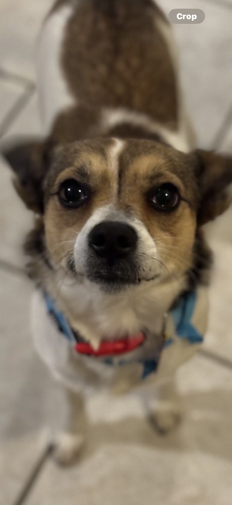 APPLE - Terrier / Chihuahua available for adoption