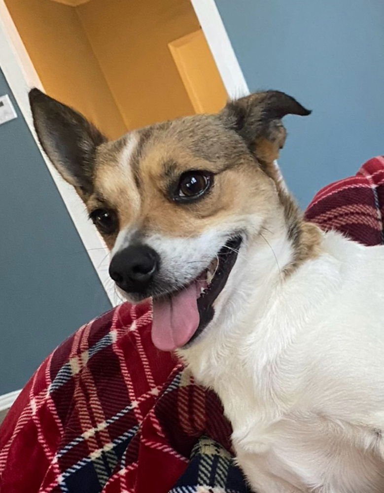 APPLE - Terrier / Chihuahua available for adoption