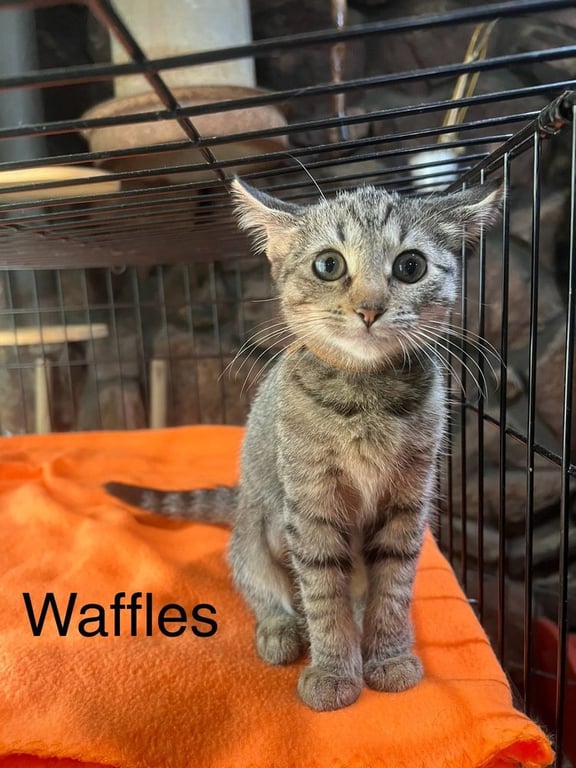Waffles Image