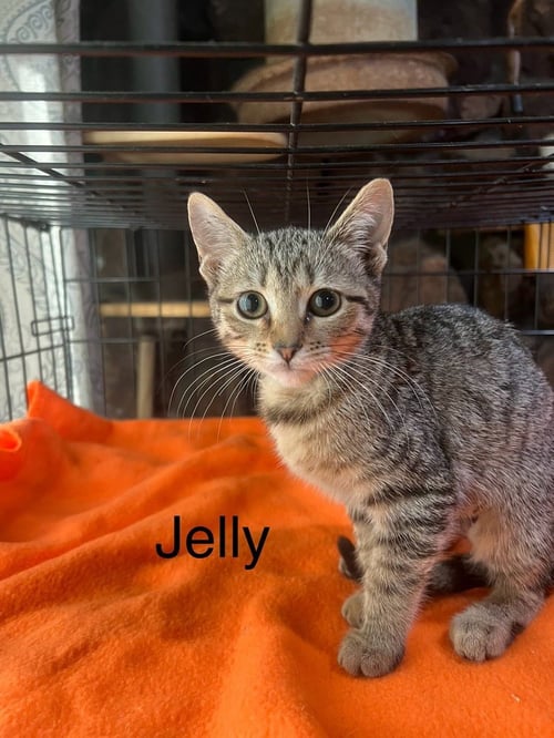 JELLY - Domestic Short Hair available for adoption