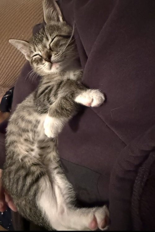 RUMI - Domestic Short Hair available for adoption