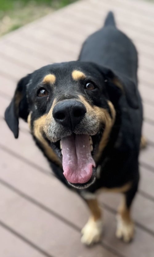 BUDDY - Rottweiler / Hound available for adoption