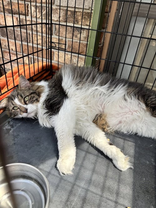 MOOSE - Domestic Long Hair available for adoption