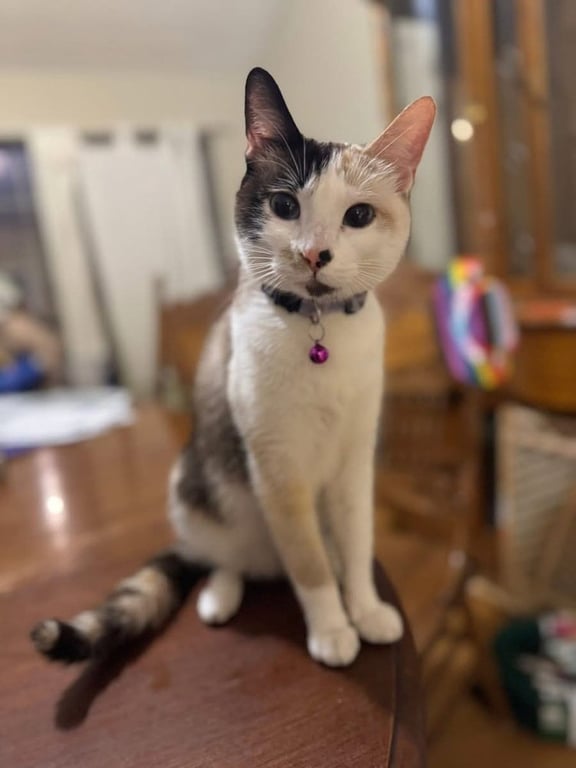Dani Image