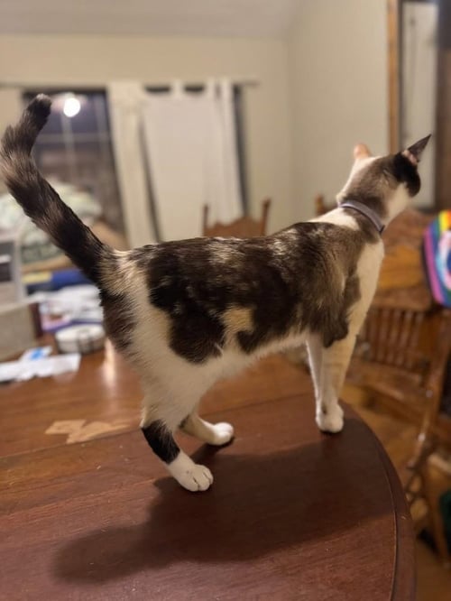 DANI - Snowshoe / Calico available for adoption