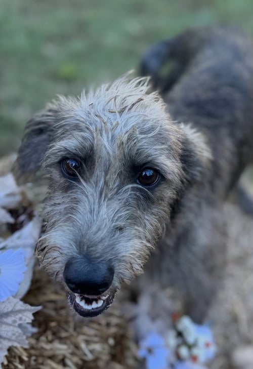 ANDY AND BENJI - Schnauzer / Terrier available for adoption