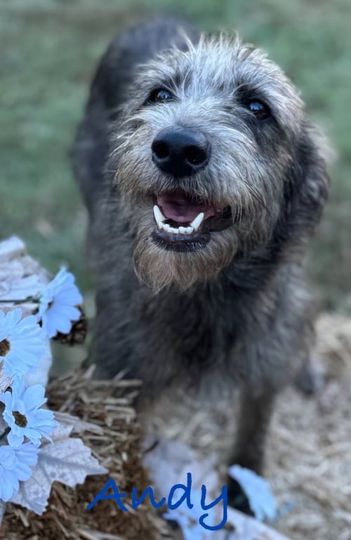 ANDY AND BENJI - Schnauzer / Terrier available for adoption