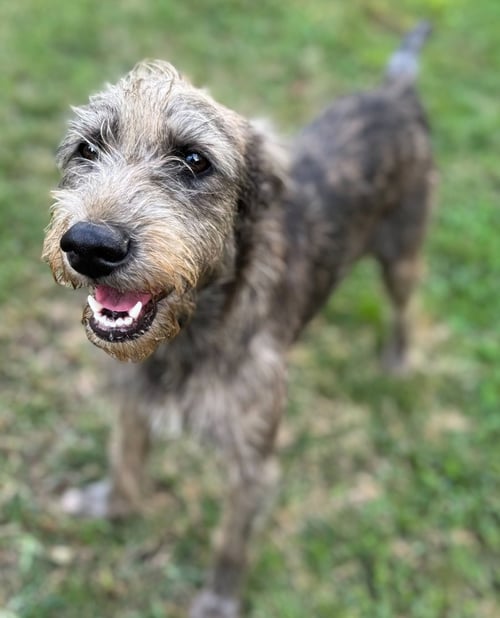 ANDY AND BENJI - Schnauzer / Terrier available for adoption