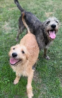 Andy and Benji - Photo 3