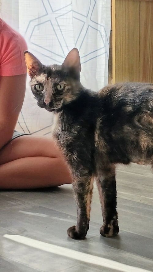 MISS CALICO - Domestic Short Hair available for adoption