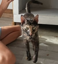 Miss Calico - Photo 3