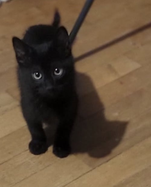 SIRIS - Domestic Short Hair available for adoption