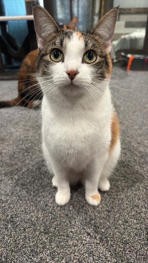 STAR - Calico / Domestic Short Hair available for adoption