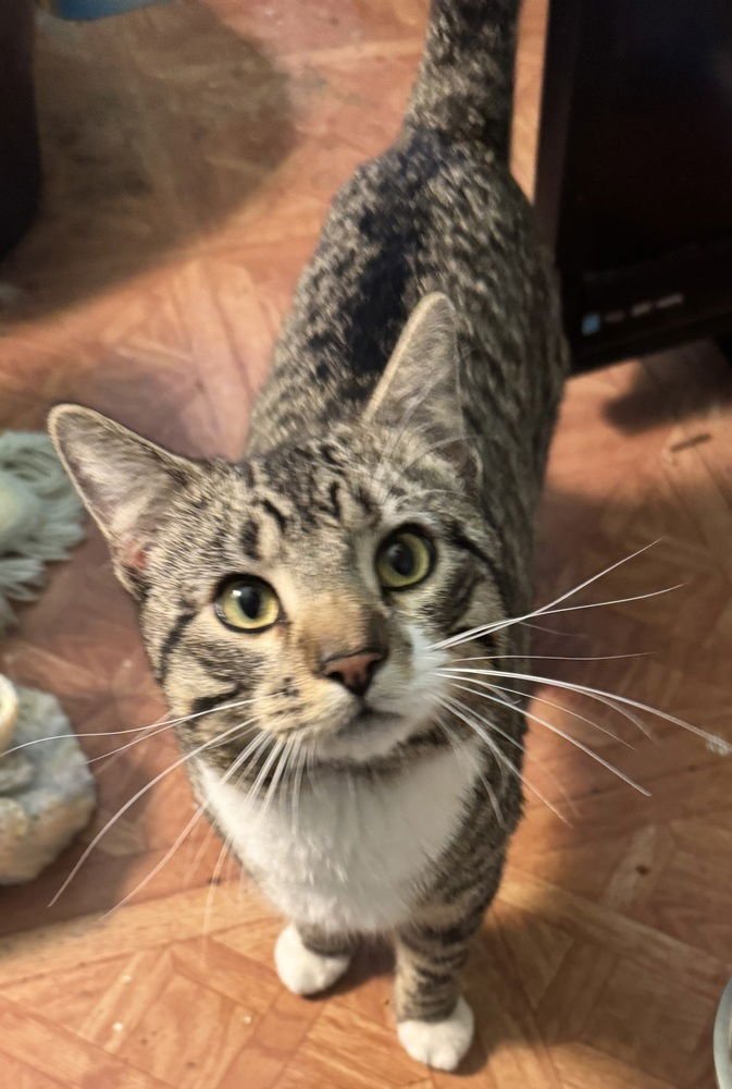 SPARKY - Domestic Short Hair for adoption in Little Rock