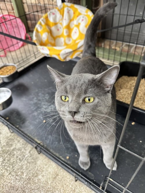 MISO - Russian Blue / Domestic Short Hair available for adoption