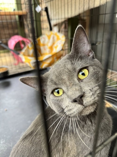 MISO - Russian Blue / Domestic Short Hair available for adoption