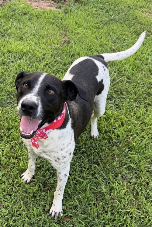 BOOGIE - Pointer / Staffordshire Bull Terrier available for adoption