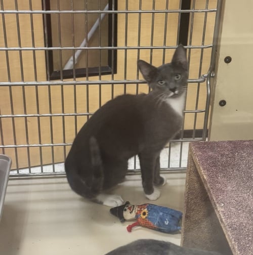 BOOTS - Russian Blue / Domestic Short Hair available for adoption