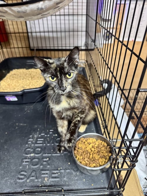 TOFFEE - Domestic Short Hair available for adoption