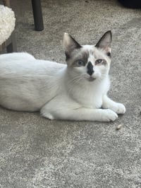 Dolly Purrton - Photo 2