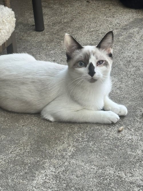 DOLLY PURRTON - Snowshoe / Siamese available for adoption
