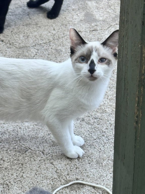 Dolly Purrton Image