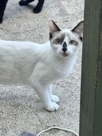 Dolly Purrton - Photo 1