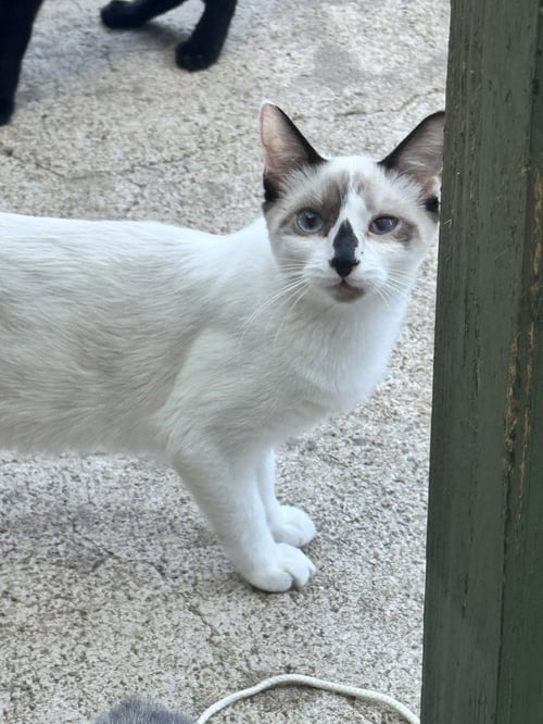 DOLLY PURRTON - Snowshoe / Siamese available for adoption