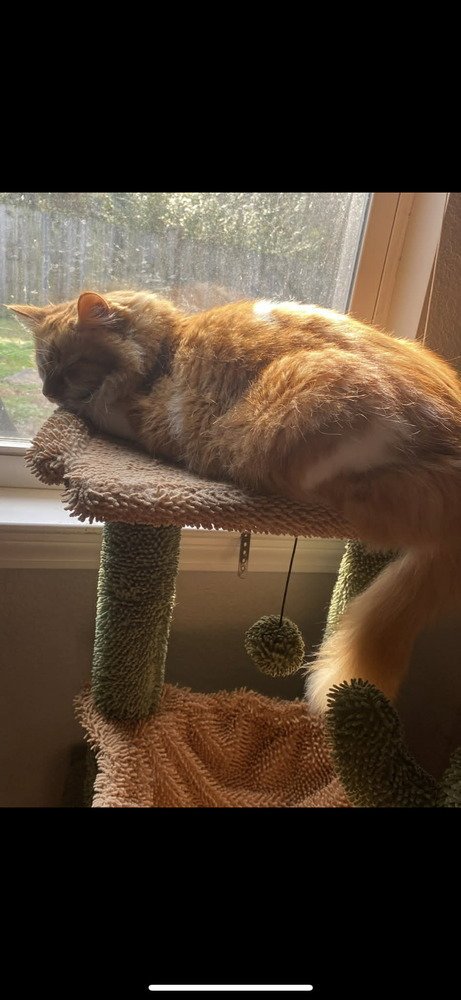 CLEMENTINE - Domestic Long Hair available for adoption