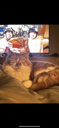 Clementine - Photo 4