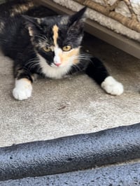 Phoebe - Photo 2