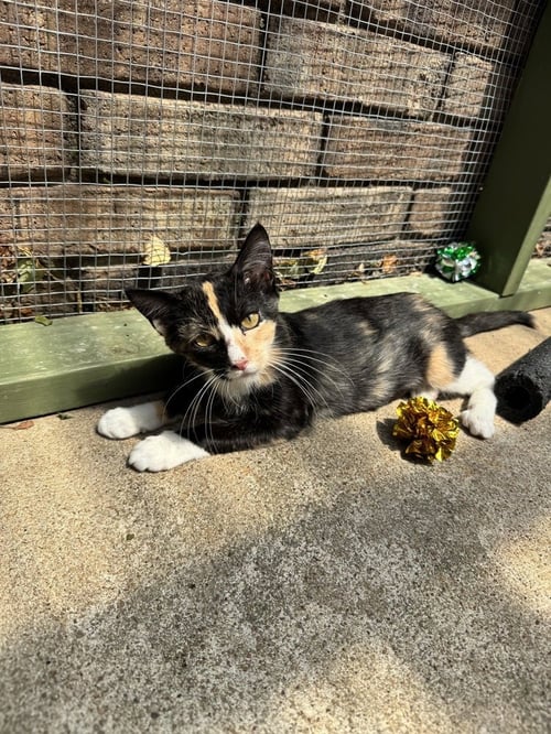 PHOEBE - Calico available for adoption