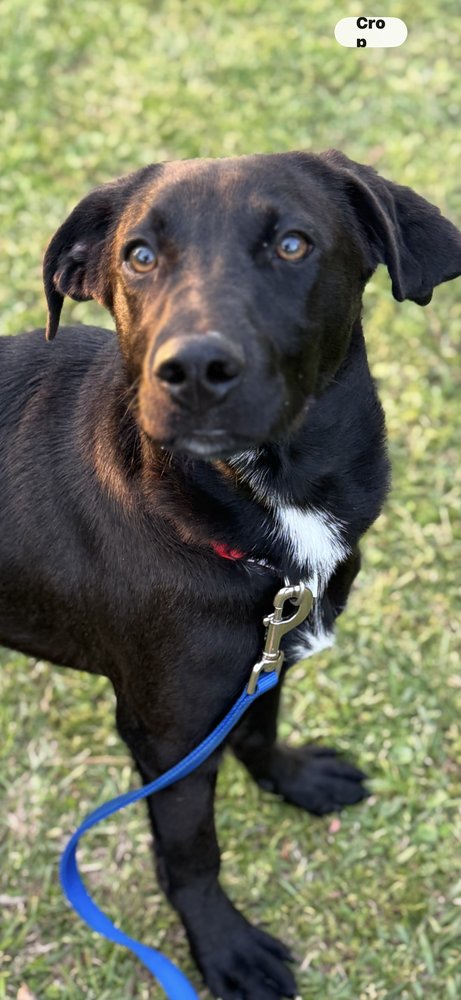 RYDER - Labrador Retriever available for adoption