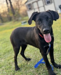 Ryder - Photo 2