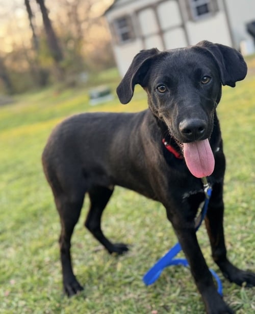 RYDER - Labrador Retriever available for adoption
