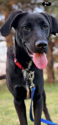 Ryder - Photo 3