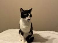 Moostache - Photo 2