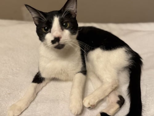 MOOSTACHE - Domestic Short Hair available for adoption