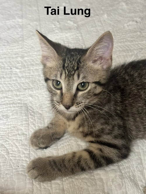 TAI LUNG - Domestic Short Hair available for adoption