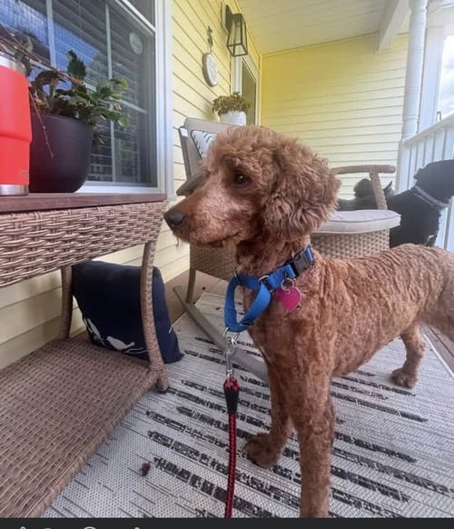 BLAKE - Poodle (unknown type) available for adoption