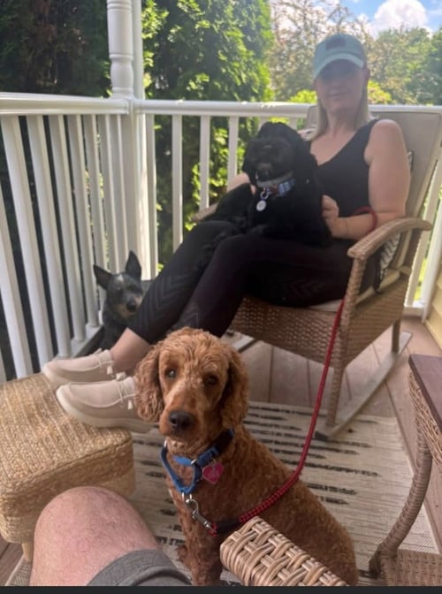 BLAKE - Poodle (unknown type) available for adoption