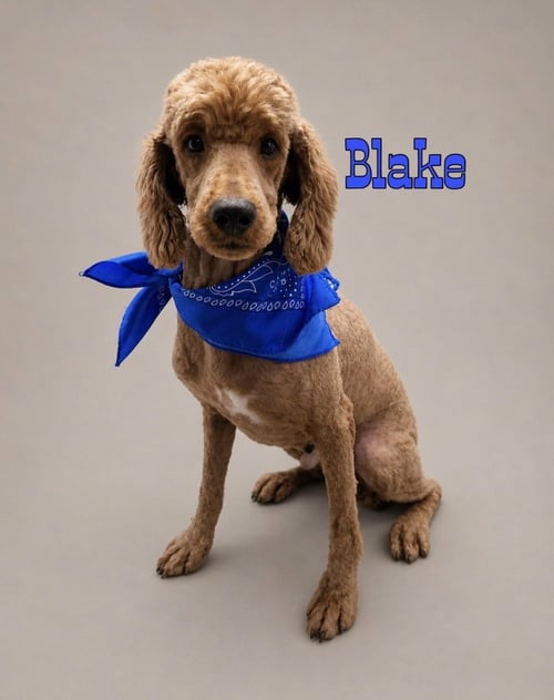 BLAKE - Poodle (unknown type) available for adoption