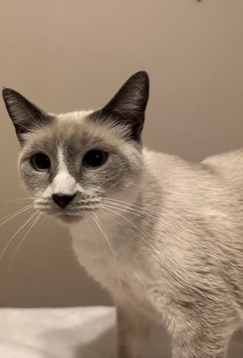 DIAMOND - Siamese / Snowshoe available for adoption