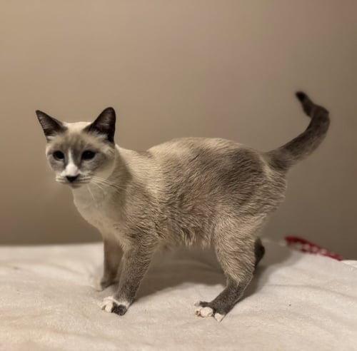 DIAMOND - Siamese / Snowshoe available for adoption