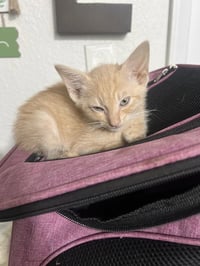 Biscuit - Photo 2