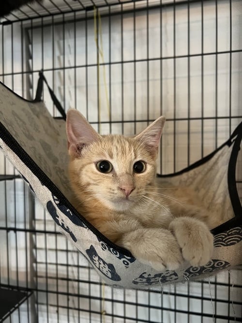 BISCUIT - Domestic Short Hair available for adoption