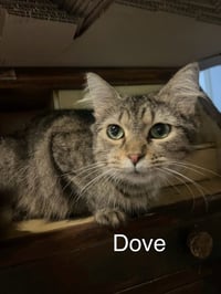 Dove - Photo 2