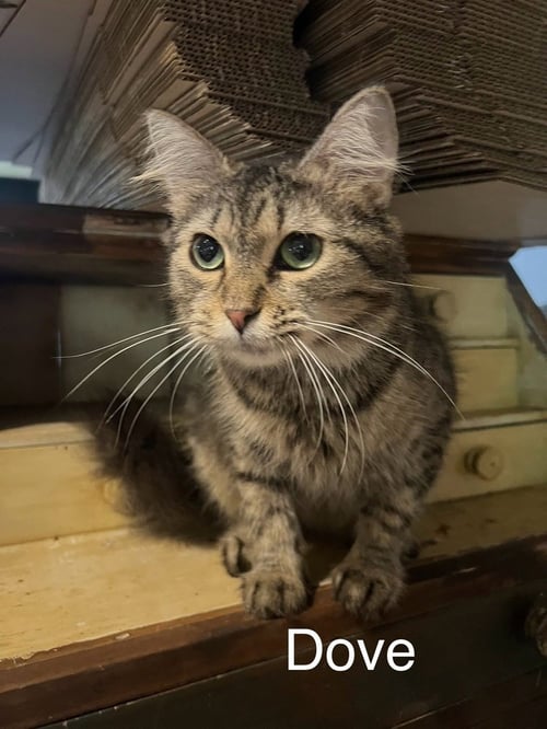 DOVE - Domestic Long Hair available for adoption