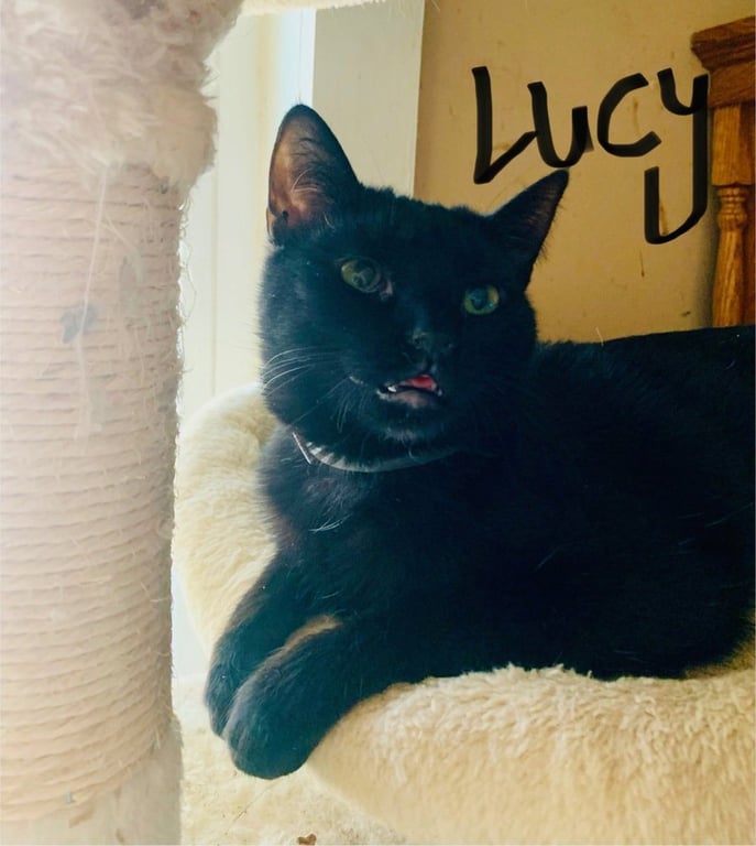 Lucy Image